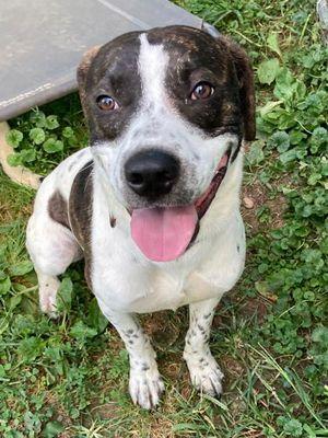 Peter, Adoptable, Adult Male Plott Hound.