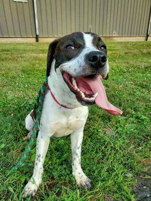 Peter, a Adoptable mixed breed in Williamsport, PA image 2/3