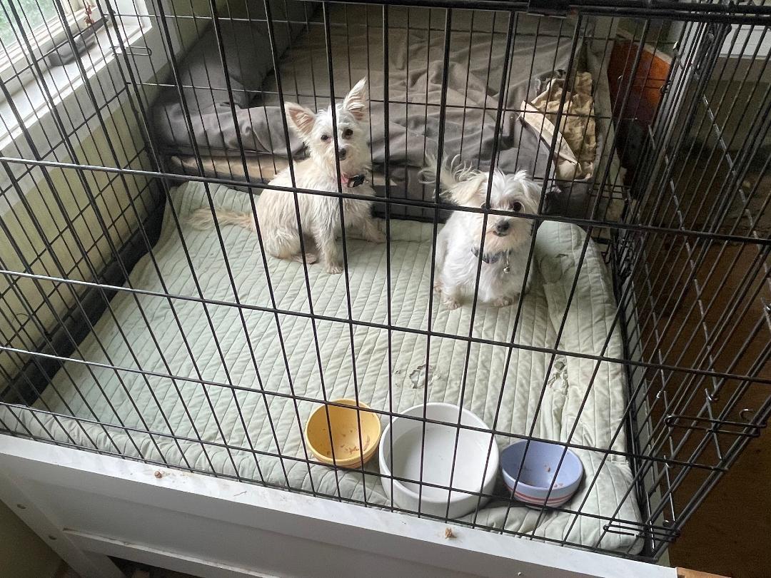 Lucy & Sadie (Bonded pair)