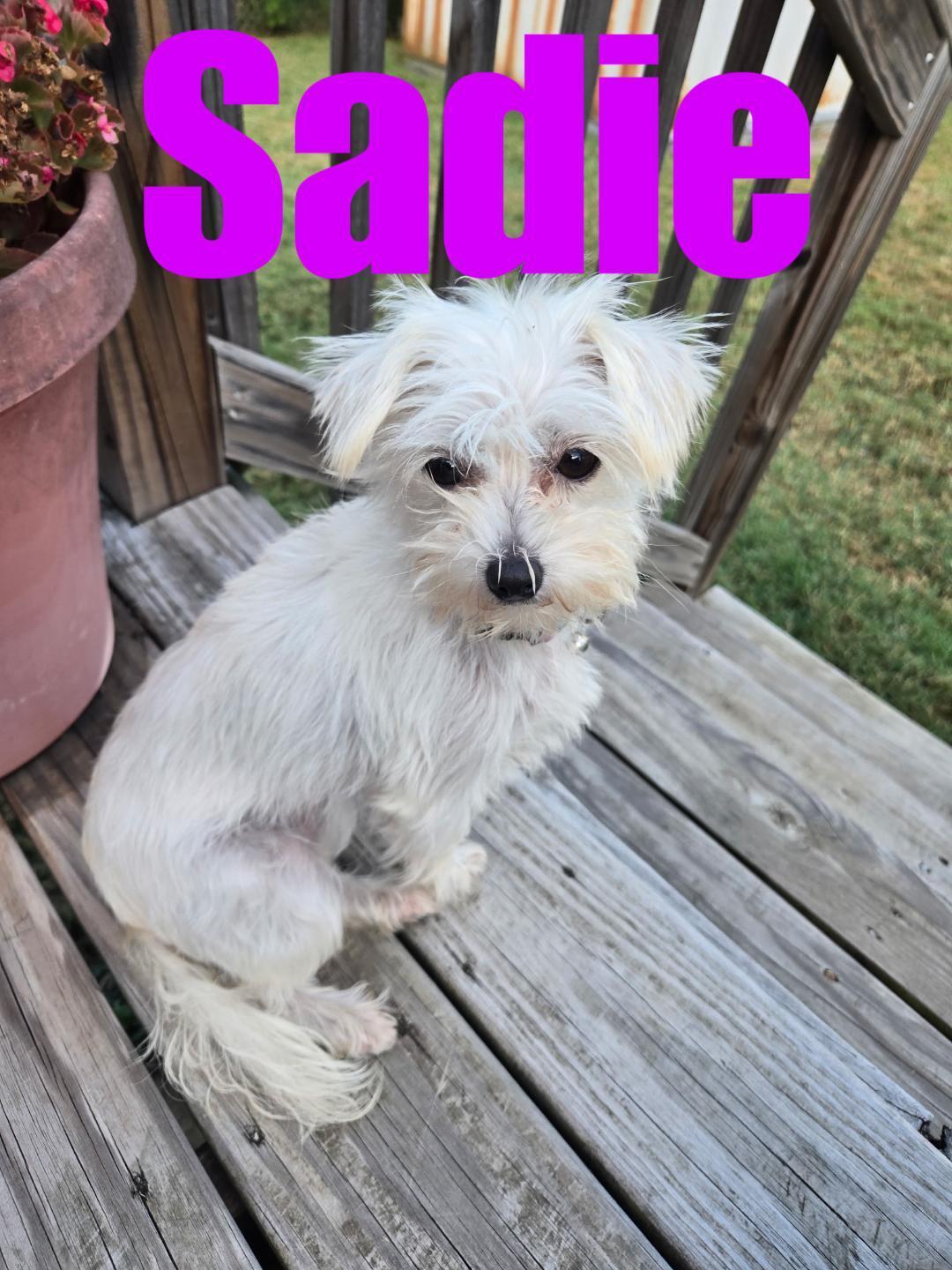 Lucy & Sadie (Bonded pair)