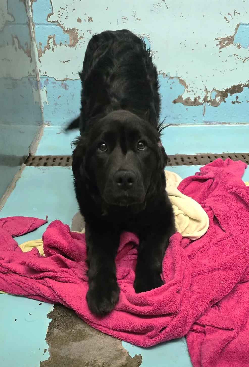 Enlarge Colbee, an adopted mixed breed in Othello, WA image 3/5