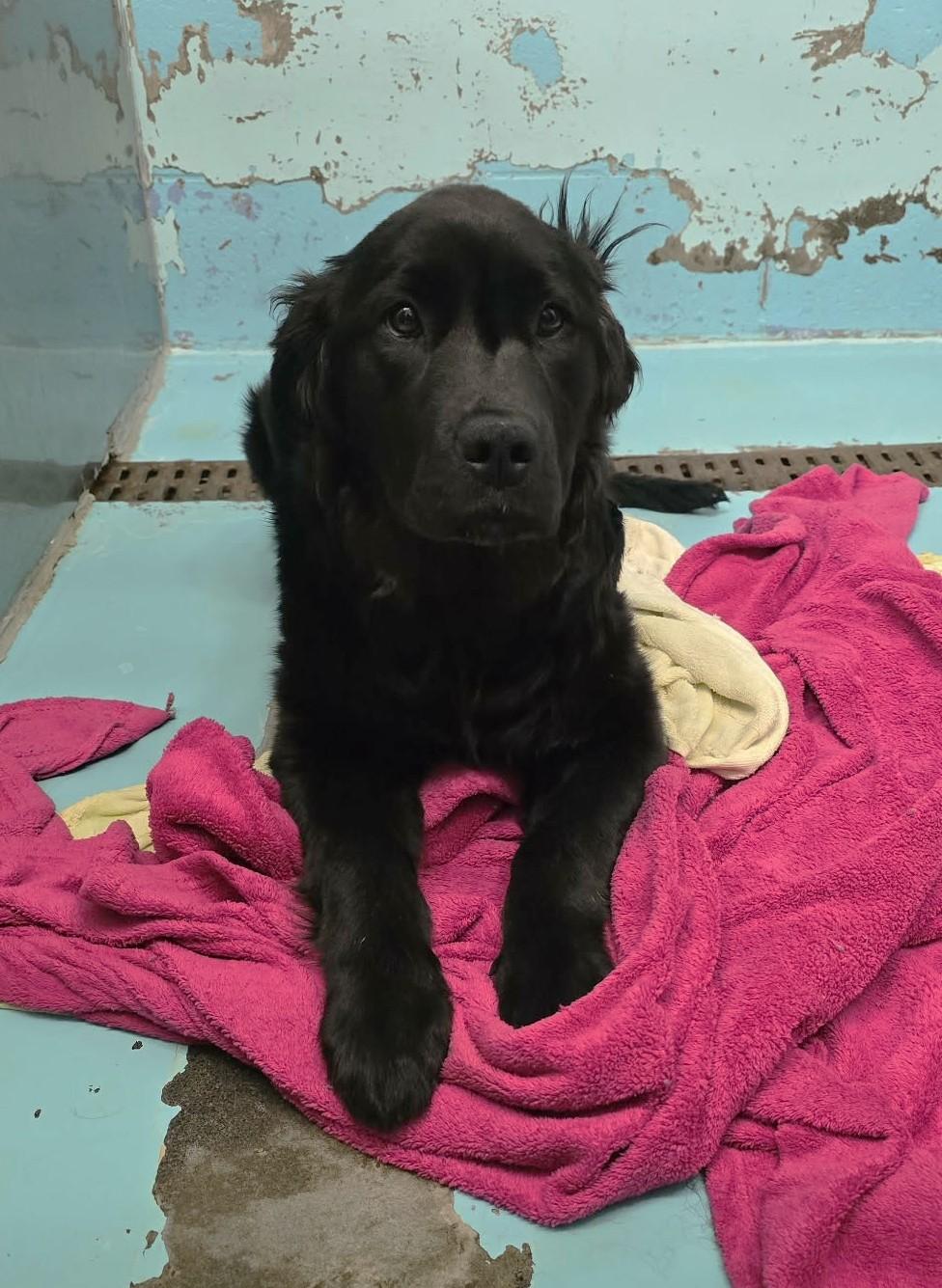 Enlarge Colbee, an adopted mixed breed in Othello, WA image 1/5