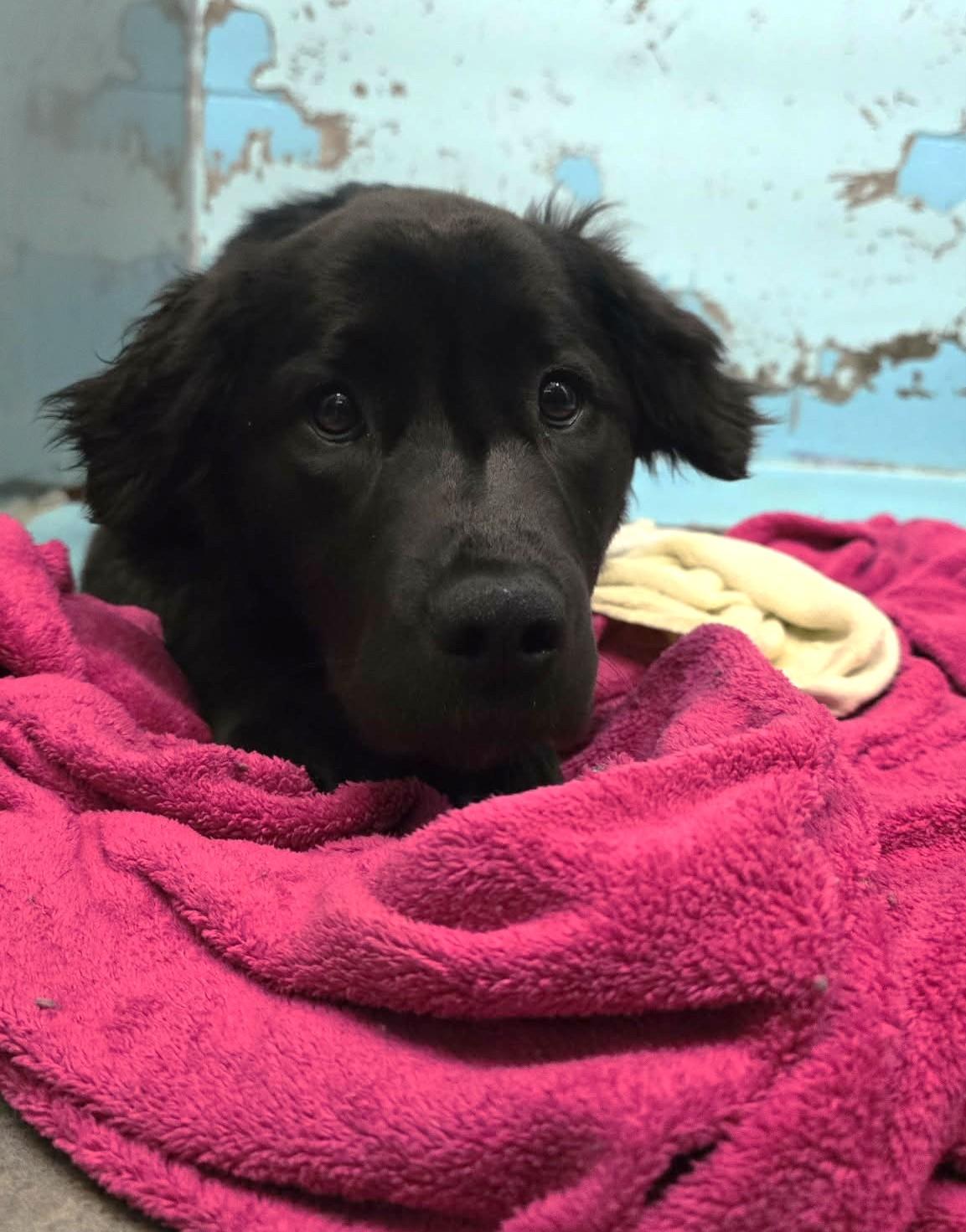 Enlarge Colbee, an adopted mixed breed in Othello, WA image 5/5