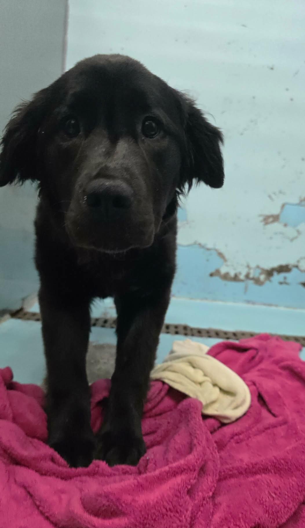 Enlarge Colbee, an adopted mixed breed in Othello, WA image 4/5