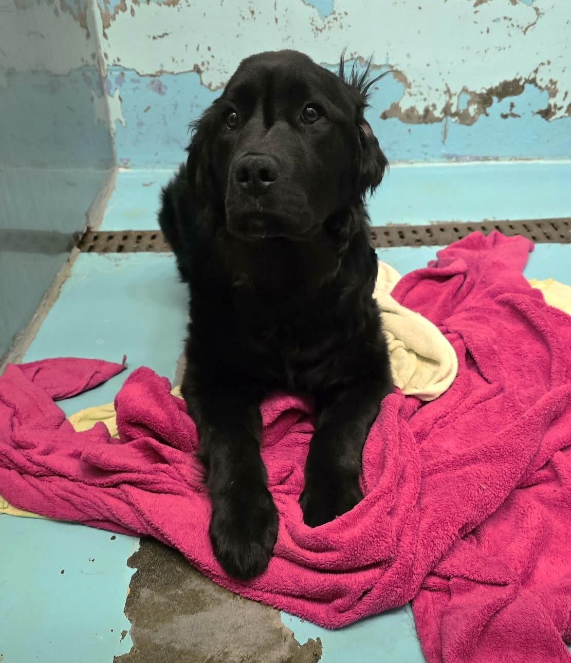 Enlarge Colbee, an adopted mixed breed in Othello, WA image 2/5