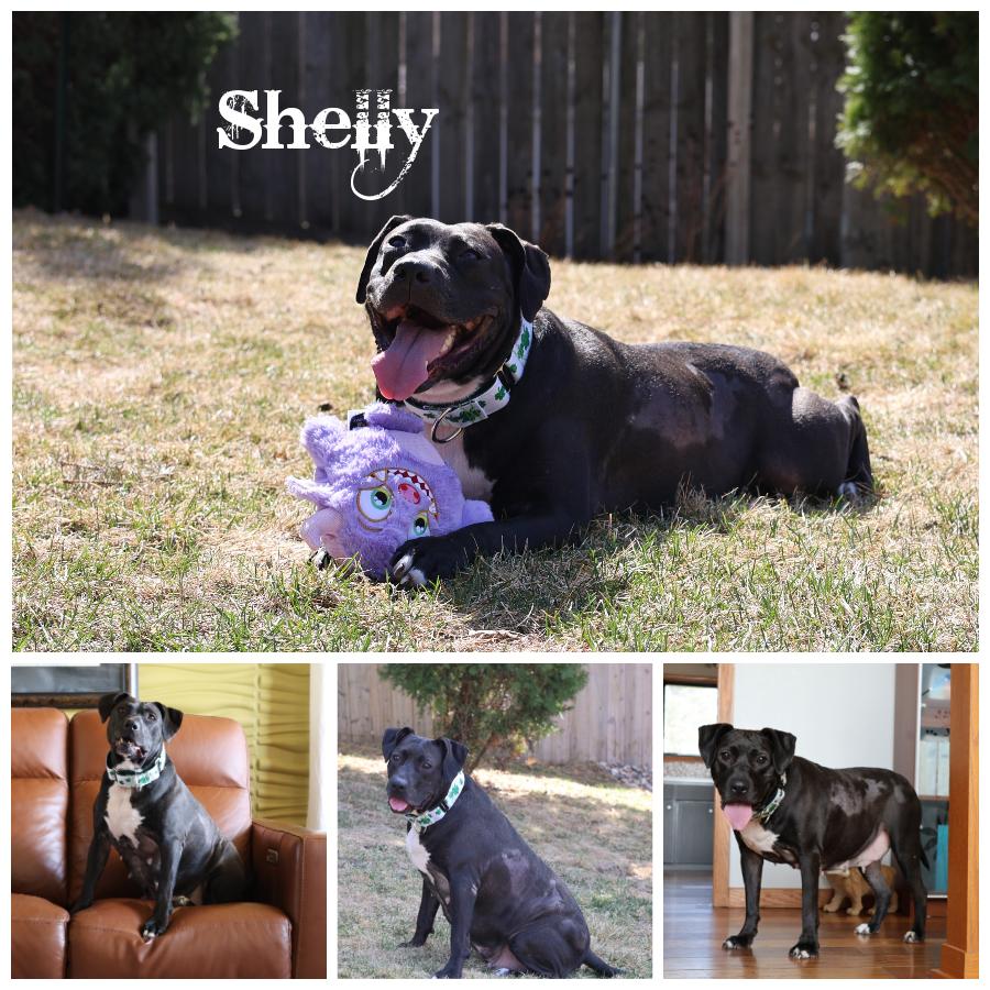 Enlarge Shelly, a Adoptable mixed breed in Sioux Falls, SD image 1/6