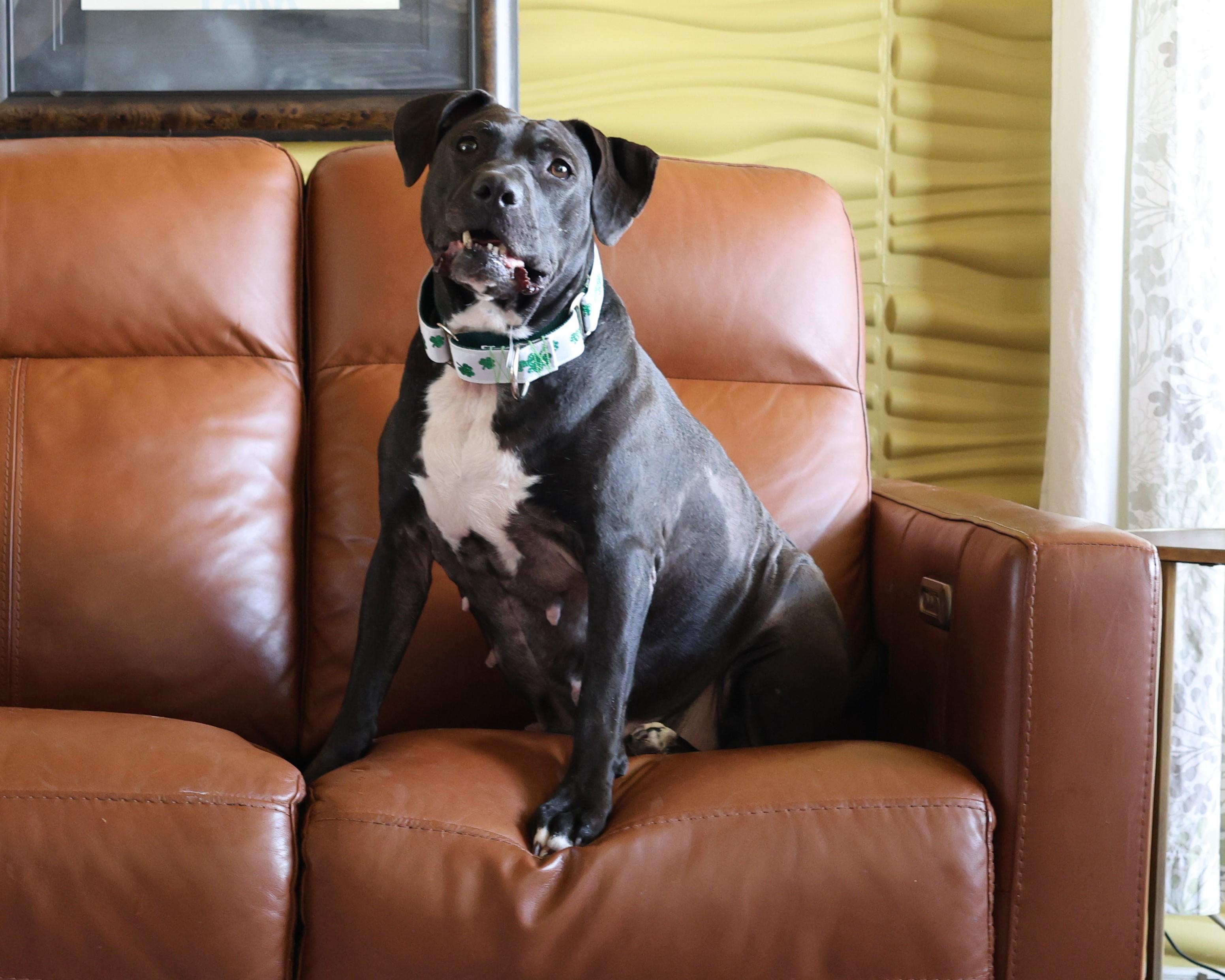 Enlarge Shelly, a Adoptable mixed breed in Sioux Falls, SD image 4/6