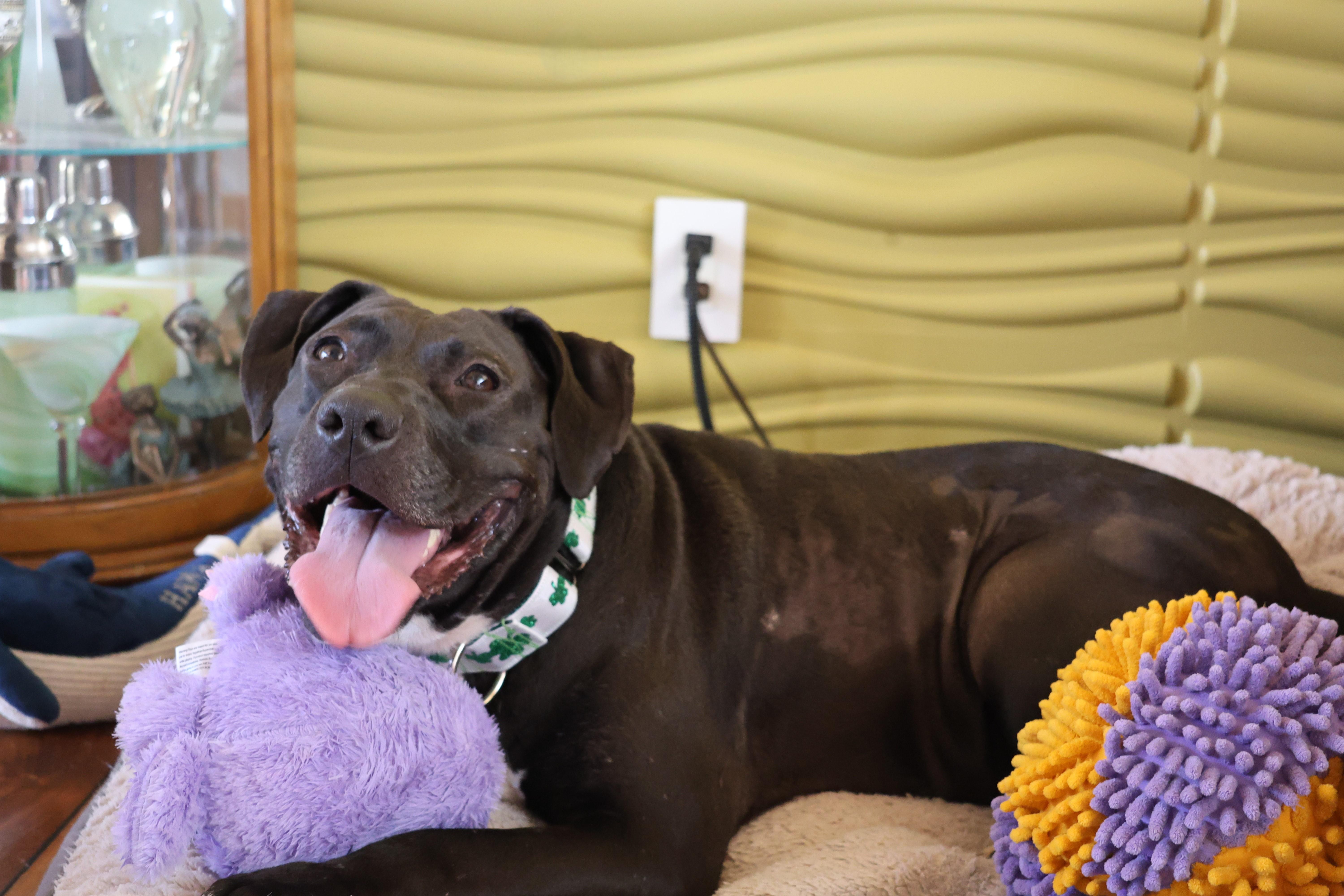 Enlarge Shelly, a Adoptable mixed breed in Sioux Falls, SD image 5/6