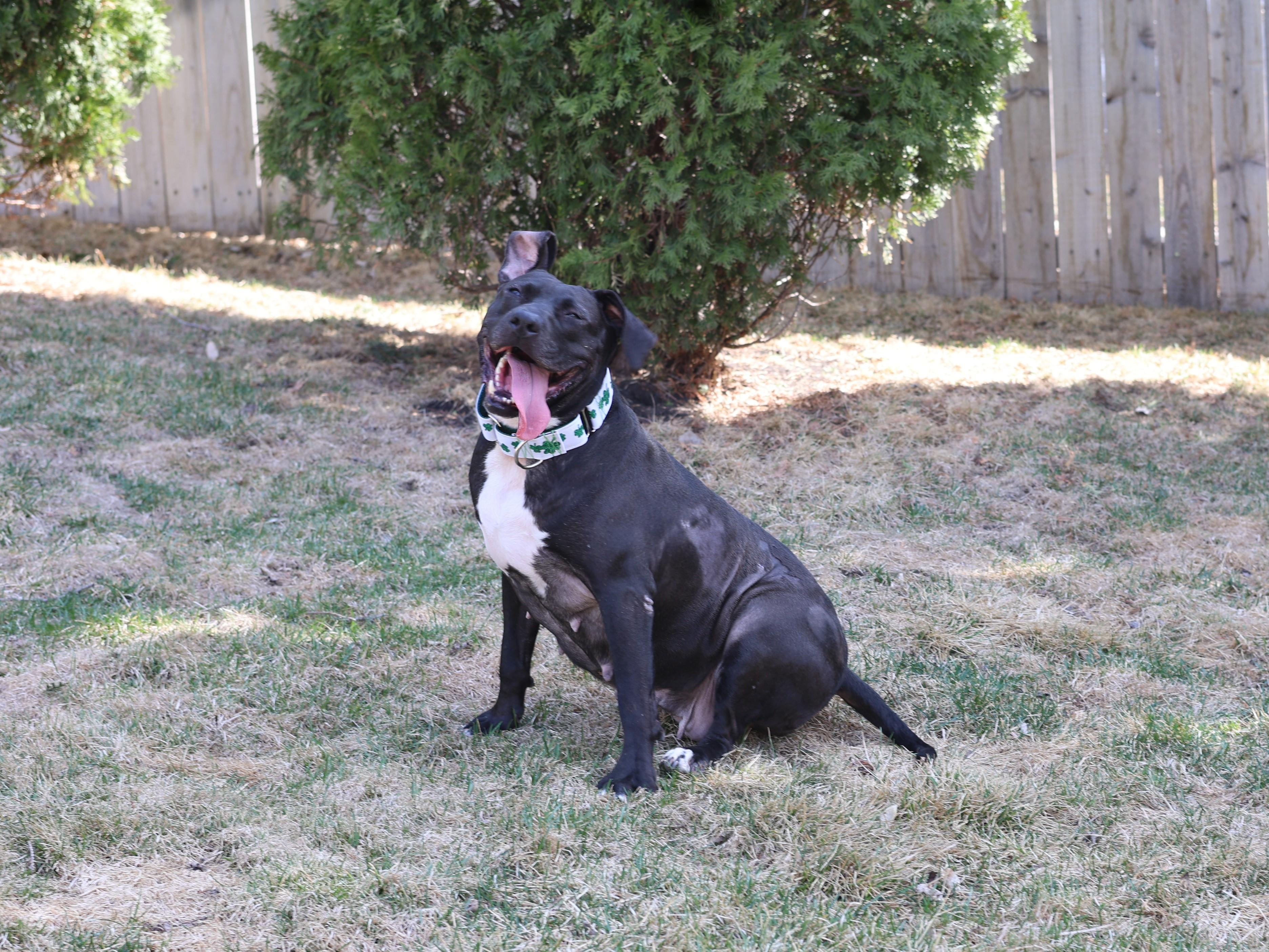 Enlarge Shelly, a Adoptable mixed breed in Sioux Falls, SD image 2/6