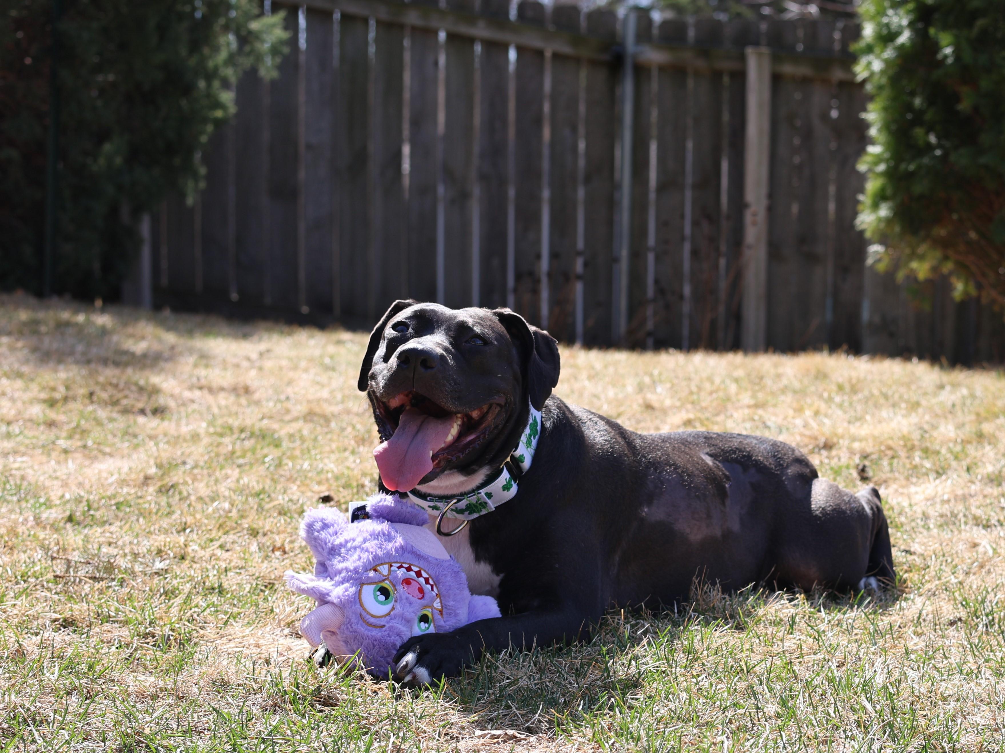 Enlarge Shelly, a Adoptable mixed breed in Sioux Falls, SD image 3/6