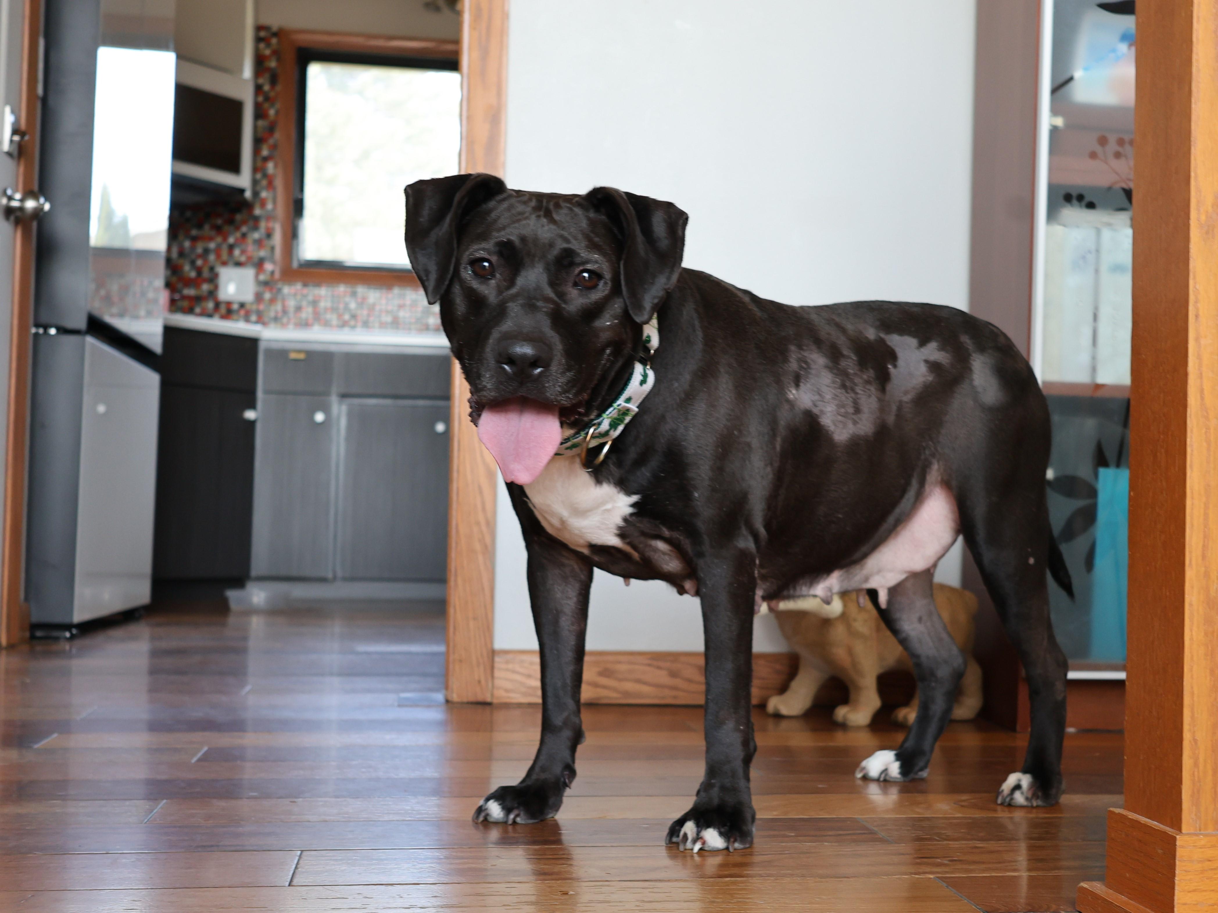 Enlarge Shelly, a Adoptable mixed breed in Sioux Falls, SD image 6/6