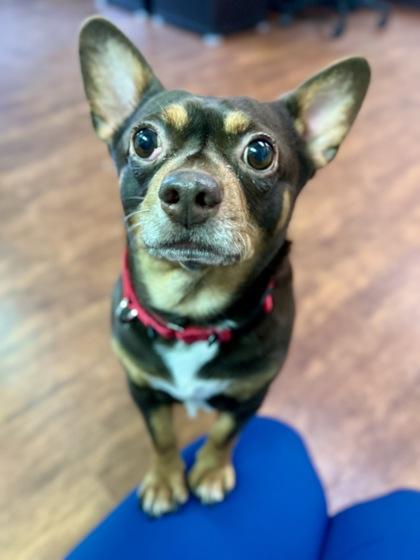 Enlarge Puggington III, a ADOPTABLE mixed breed in Traverse City, MI image 3/5