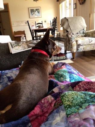 Enlarge Puggington III, a ADOPTABLE mixed breed in Traverse City, MI image 4/5