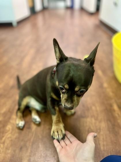 Enlarge Puggington III, a ADOPTABLE mixed breed in Traverse City, MI image 2/5