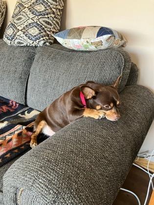 Enlarge Puggington III, a ADOPTABLE mixed breed in Traverse City, MI image 5/5