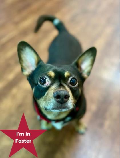 Puggington III, ADOPTABLE, Adult Male Chihuahua.