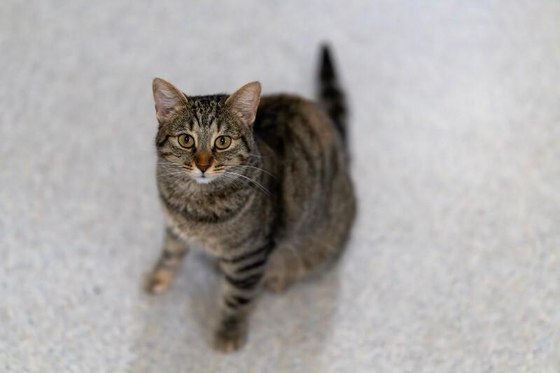 Monkey Mae, Adoptable, Adult Female Domestic Short Hair.