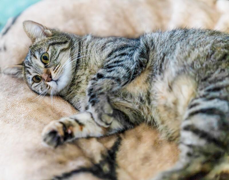 Enlarge Monkey Mae, a Adoptable Domestic Short Hair in Arlington, WA image 2/6