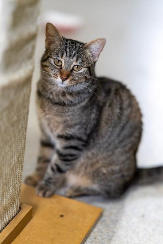 Enlarge Monkey Mae, a Adoptable Domestic Short Hair in Arlington, WA image 3/6