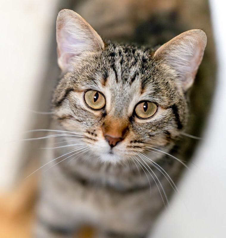 Enlarge Monkey Mae, a Adoptable Domestic Short Hair in Arlington, WA image 4/6