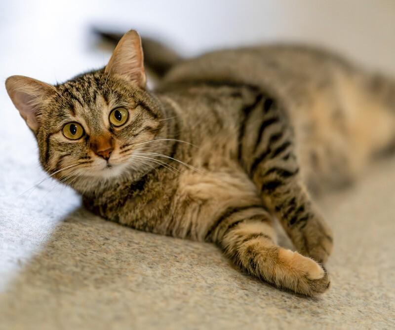 Enlarge Monkey Mae, a Adoptable Domestic Short Hair in Arlington, WA image 5/6