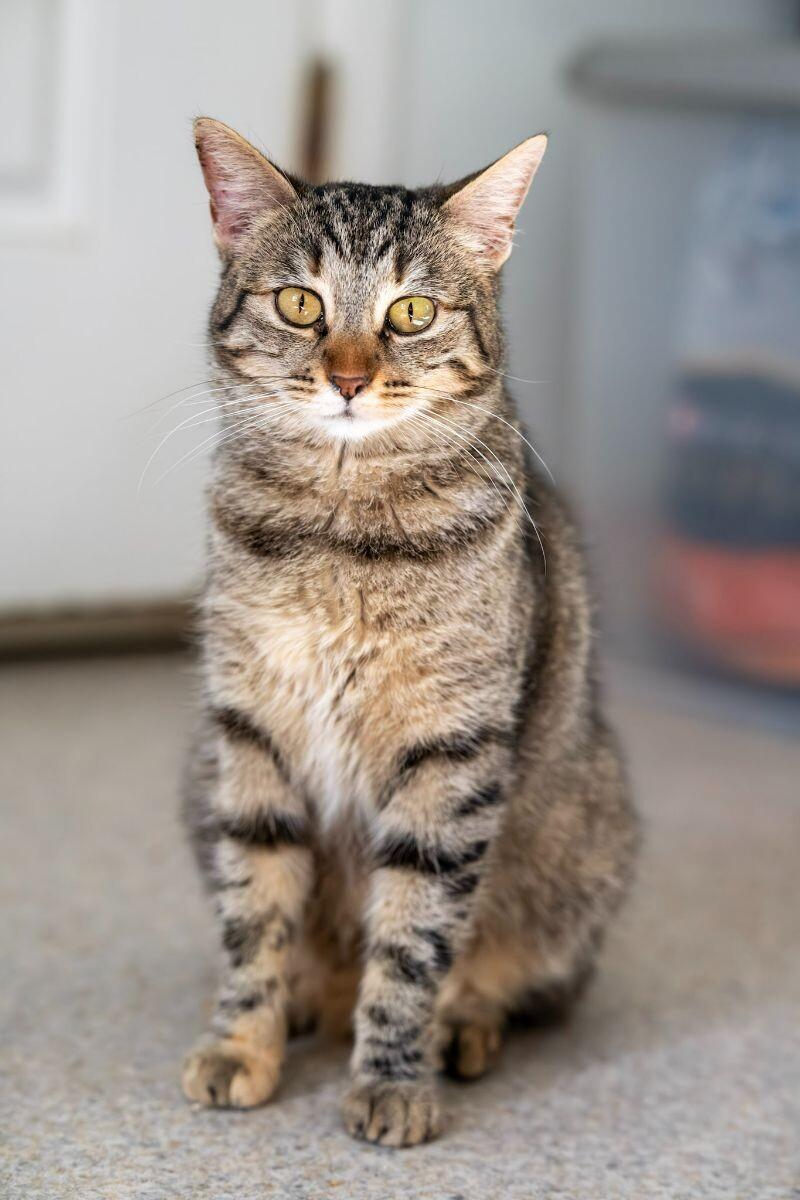 Enlarge Monkey Mae, a Adoptable Domestic Short Hair in Arlington, WA image 6/6