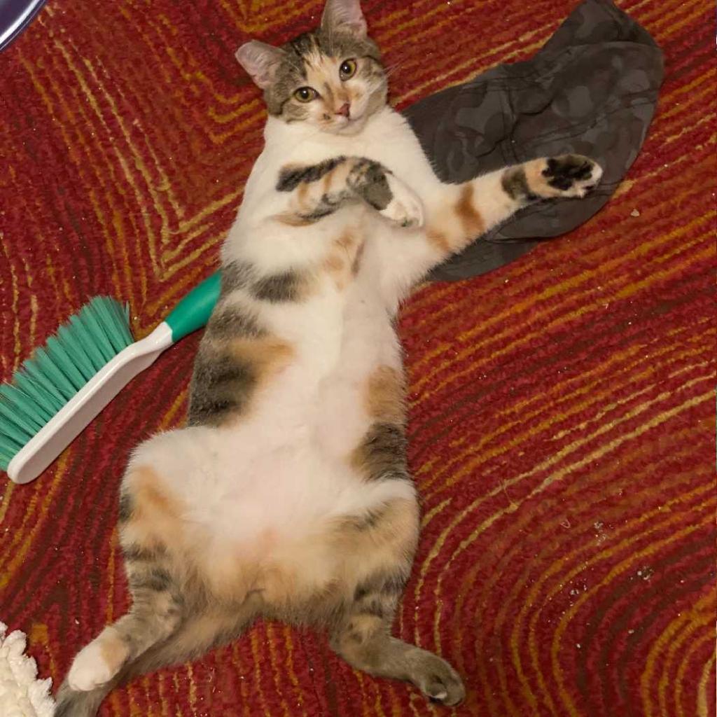 Enlarge Chloe, a Adoptable Domestic Short Hair in Tampa, FL image 1/4