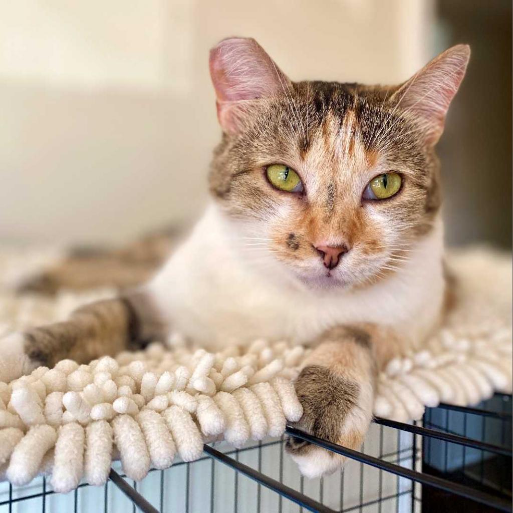 Enlarge Chloe, a Adoptable Domestic Short Hair in Tampa, FL image 4/4