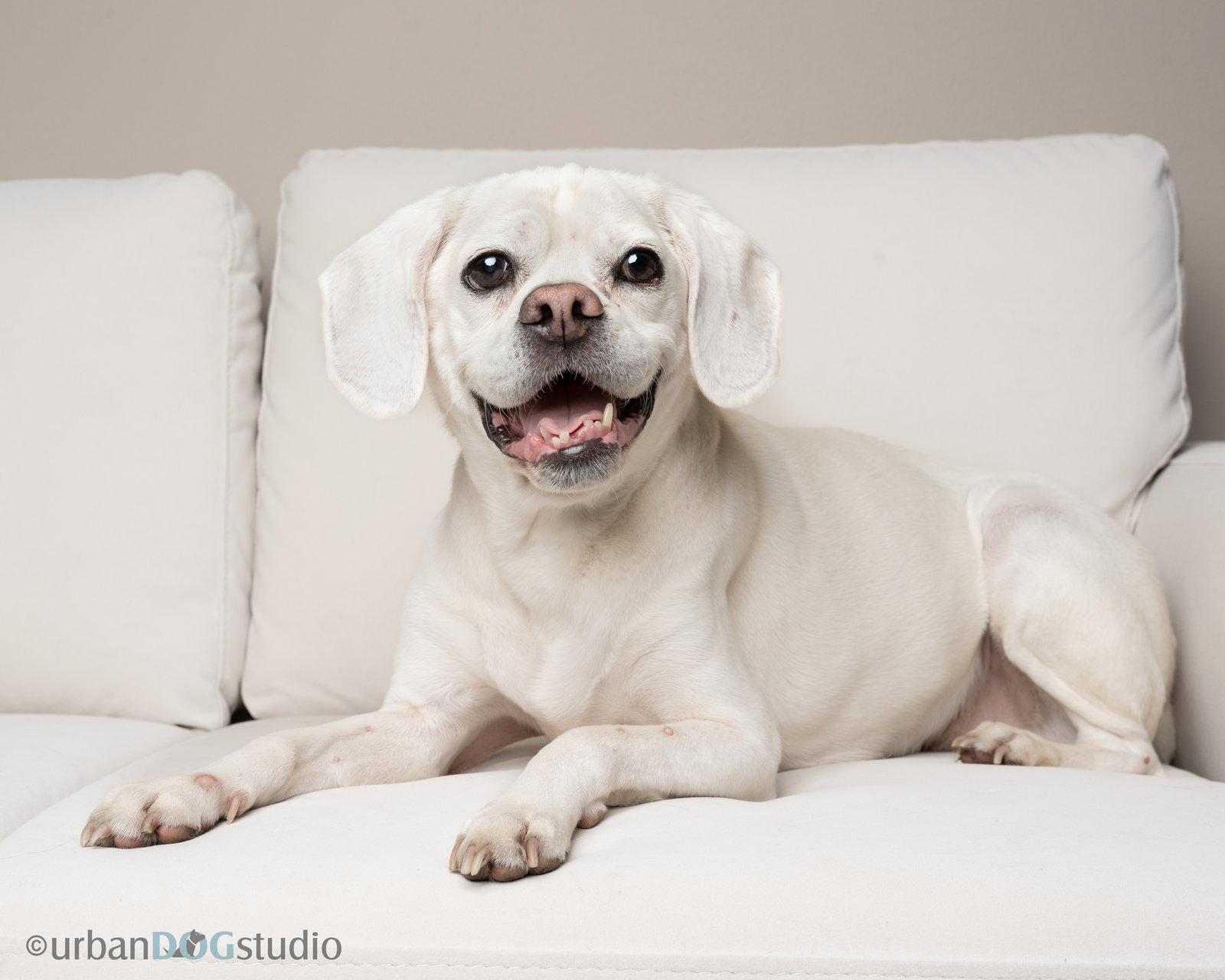 Lucky - M, Adoptable, Senior Male Beagle & Pug.