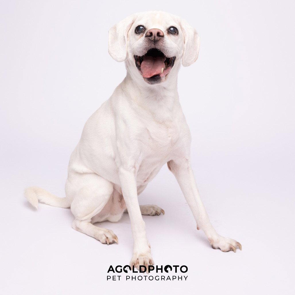 Enlarge Lucky - M, a Adoptable mixed breed in Tampa, FL image 2/3