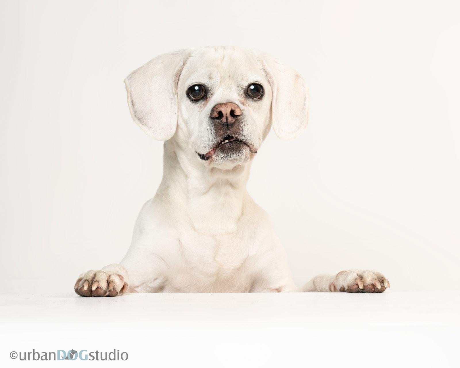 Enlarge Lucky - M, a Adoptable mixed breed in Tampa, FL image 3/3