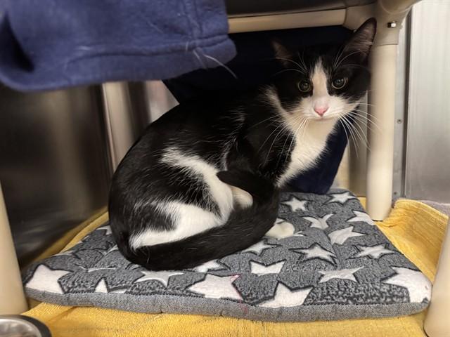 PANDA, Adoptable, Young Male Domestic Short Hair.