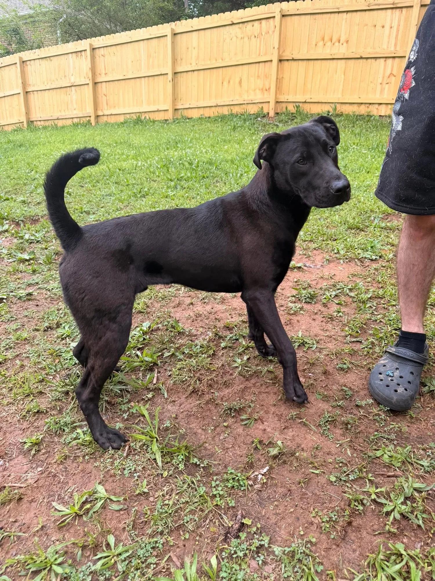 Cash, a Adoptable mixed breed in Huntsville, AL image 3/4