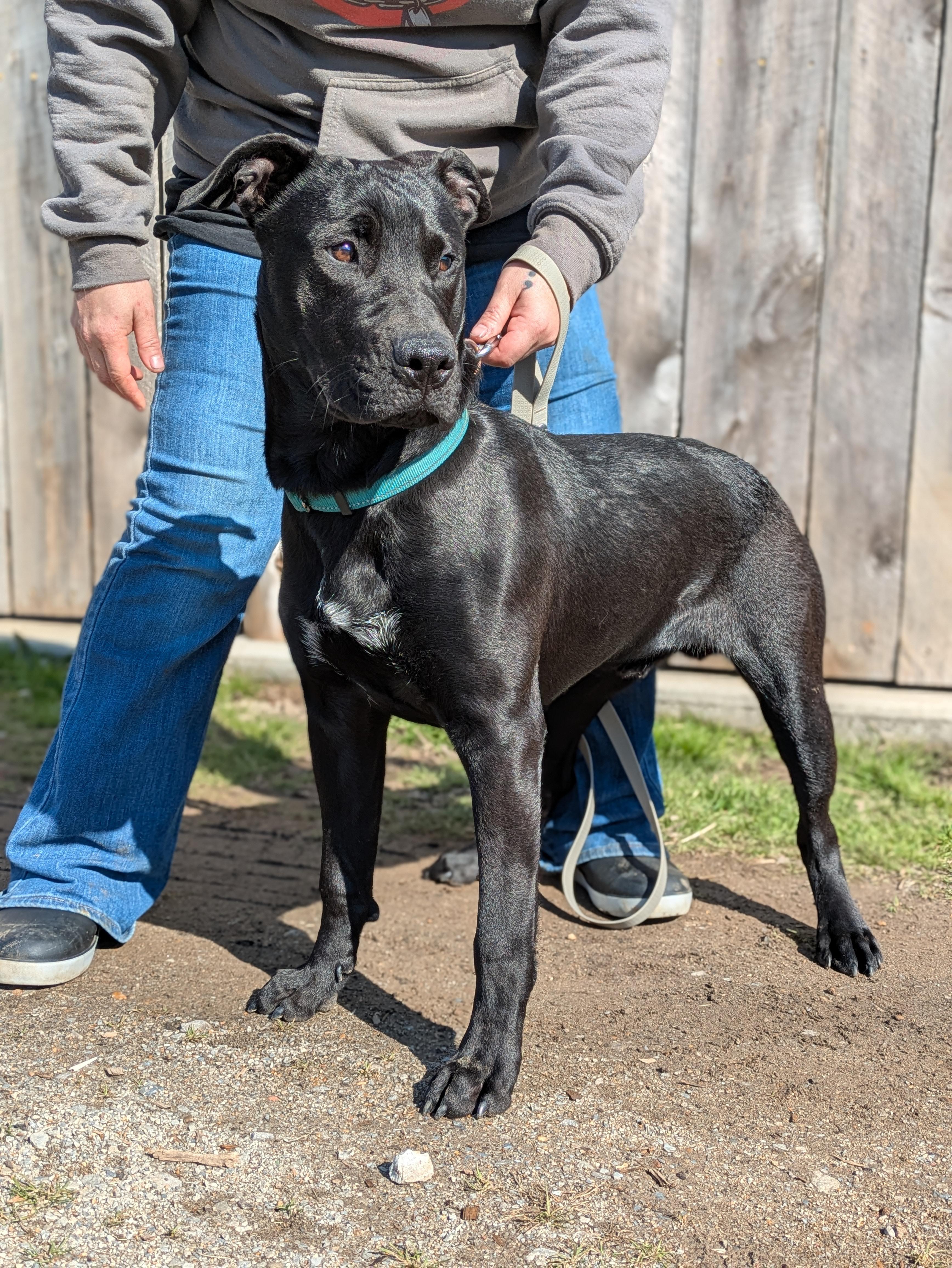 Enlarge Cash, a ADOPTABLE Mixed Breed in Huntsville, AL image 4/4