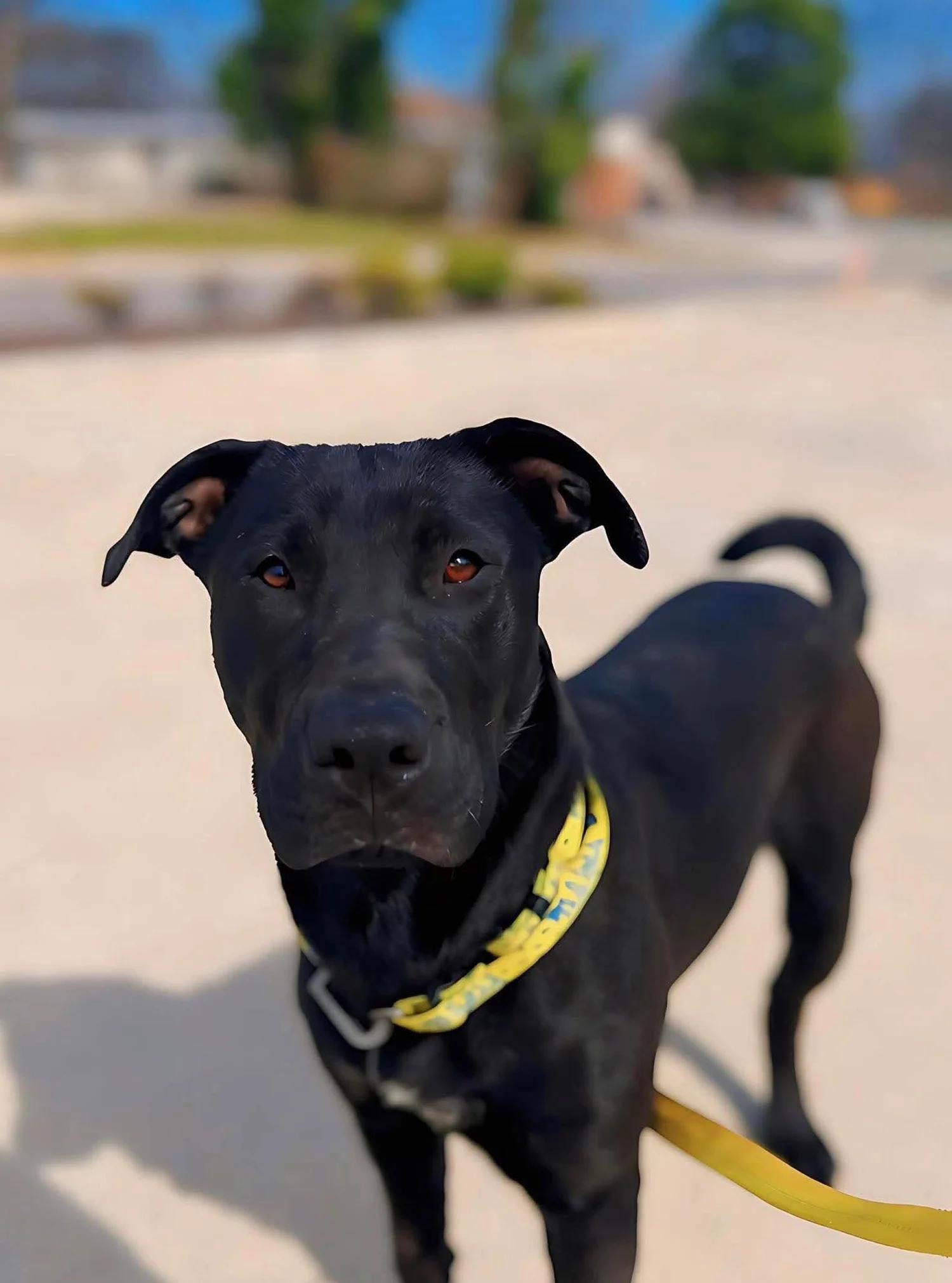 Cash, a Adoptable mixed breed in Huntsville, AL image 2/4