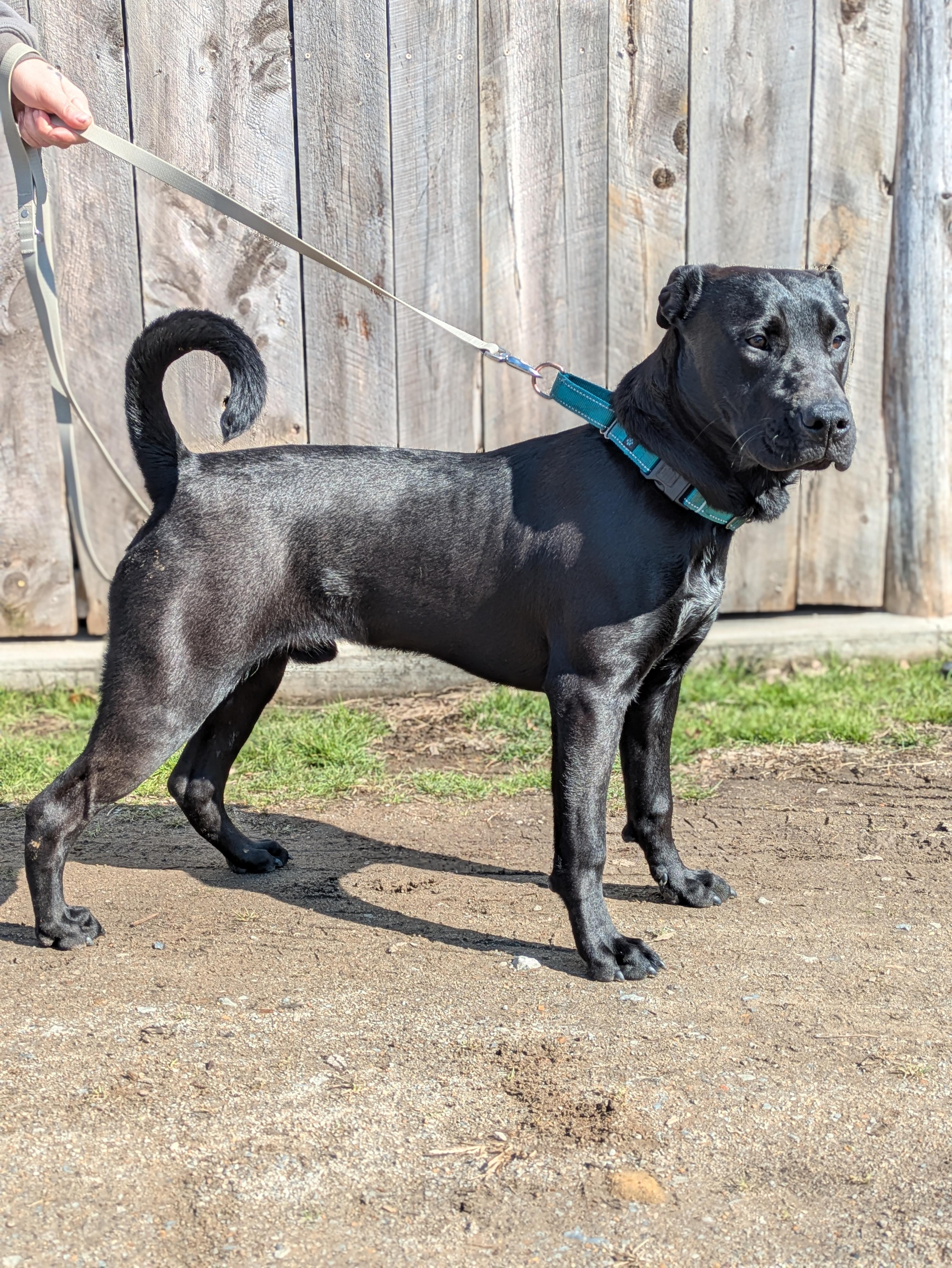 Enlarge Cash, a ADOPTABLE Mixed Breed in Huntsville, AL image 2/4
