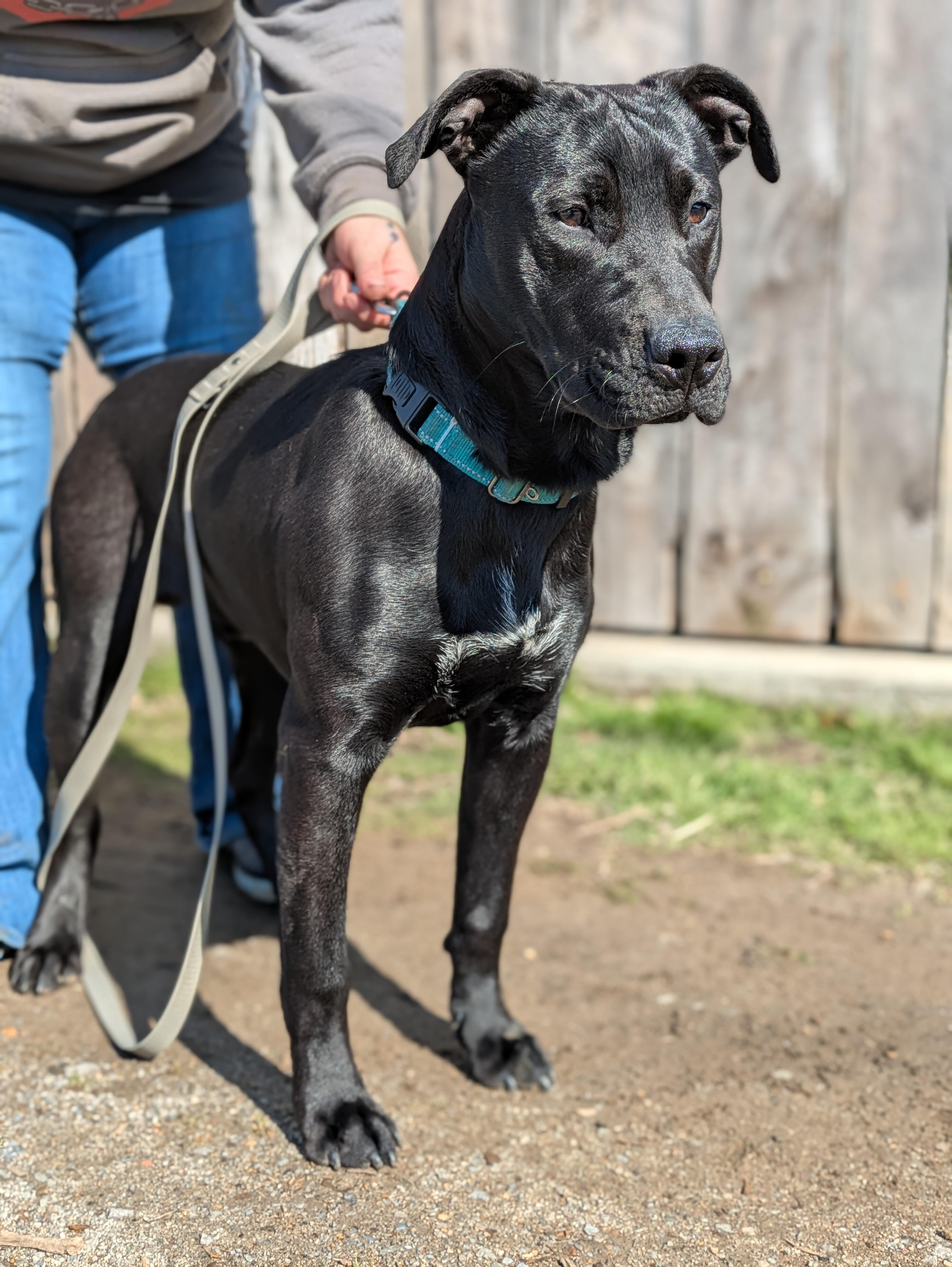 Enlarge Cash, a ADOPTABLE Mixed Breed in Huntsville, AL image 1/4