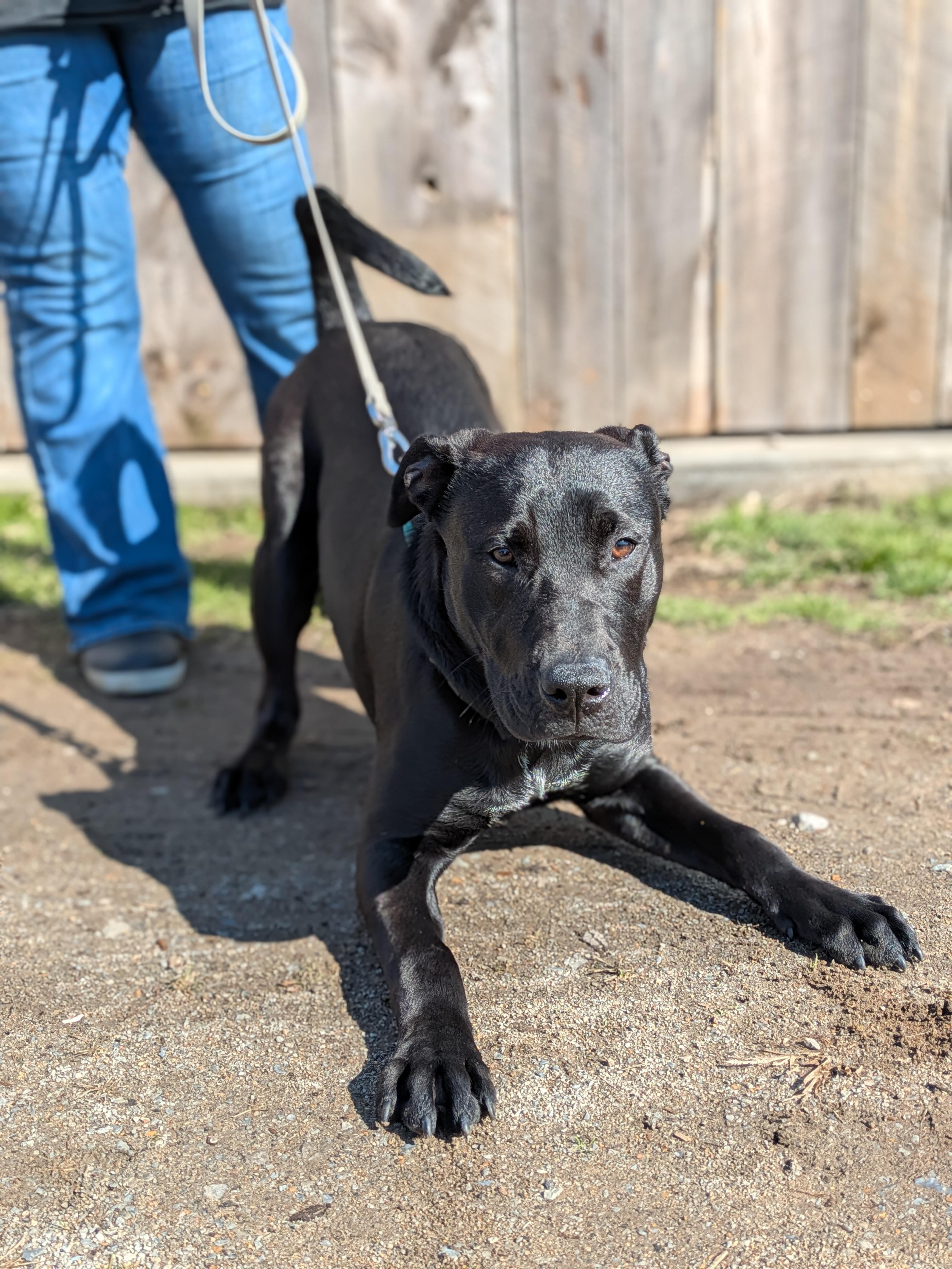 Enlarge Cash, a ADOPTABLE Mixed Breed in Huntsville, AL image 3/4