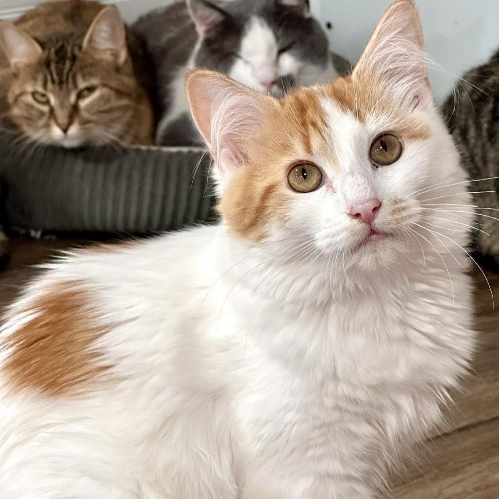 Enlarge Butters, a Adoptable Domestic Long Hair in Leechburg, PA image 1/3