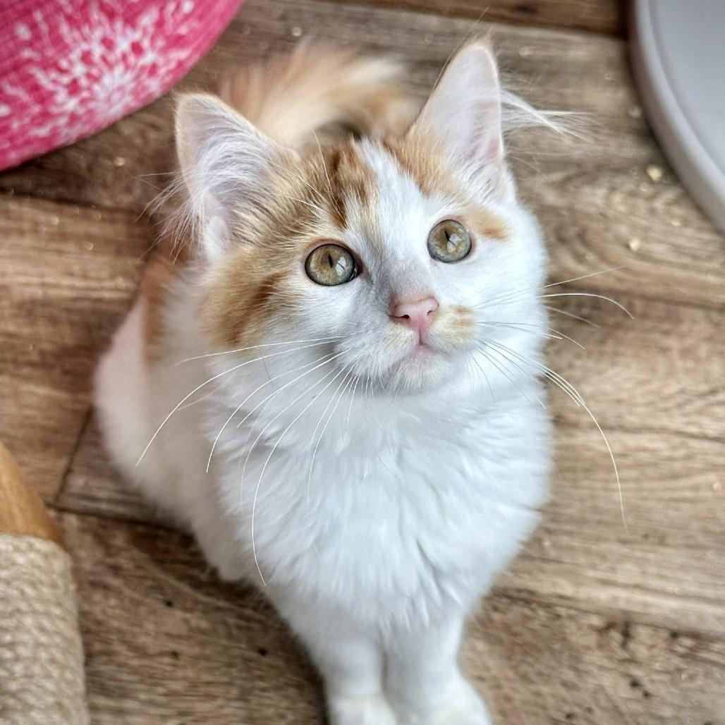 Enlarge Butters, a Adoptable Domestic Long Hair in Leechburg, PA image 2/3