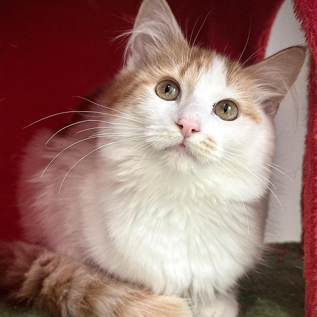 Enlarge Butters, a Adoptable Domestic Long Hair in Leechburg, PA image 3/3