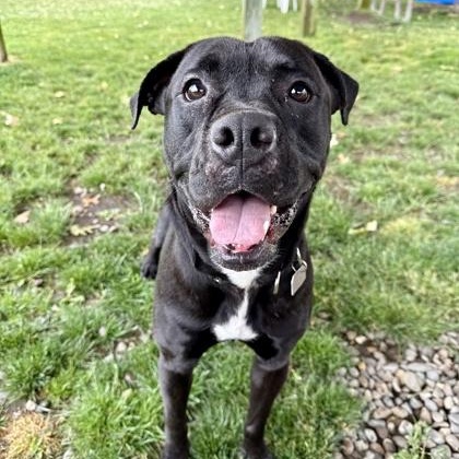Arrow, Adult Male Boxer
