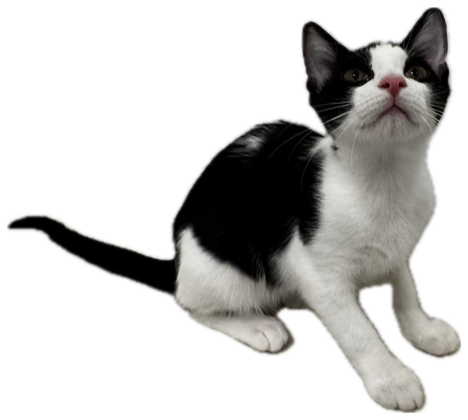 Fable, a ADOPTABLE Tuxedo in Miami, FL image 1/2