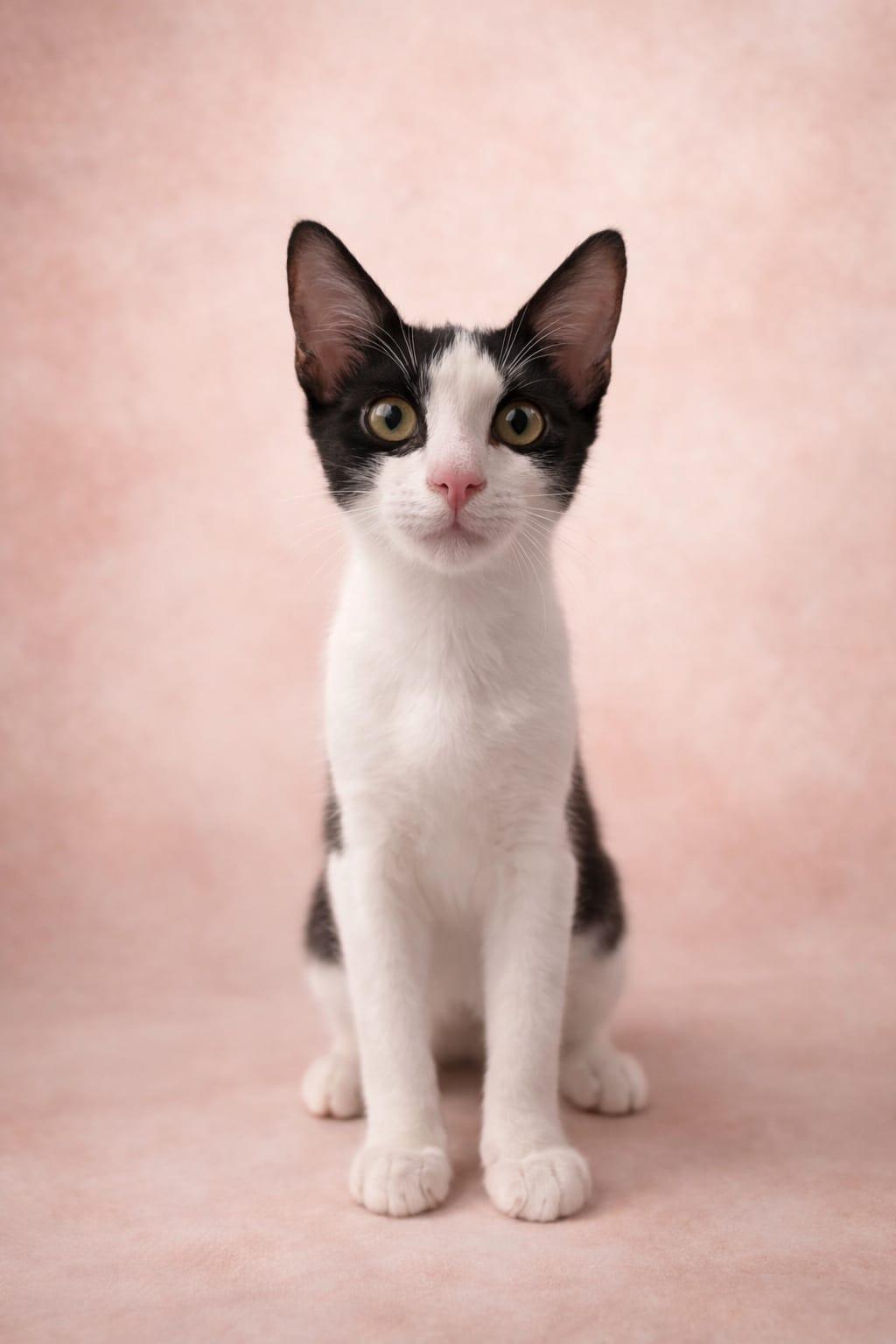 Fable, a ADOPTABLE Tuxedo in Miami, FL image 2/2
