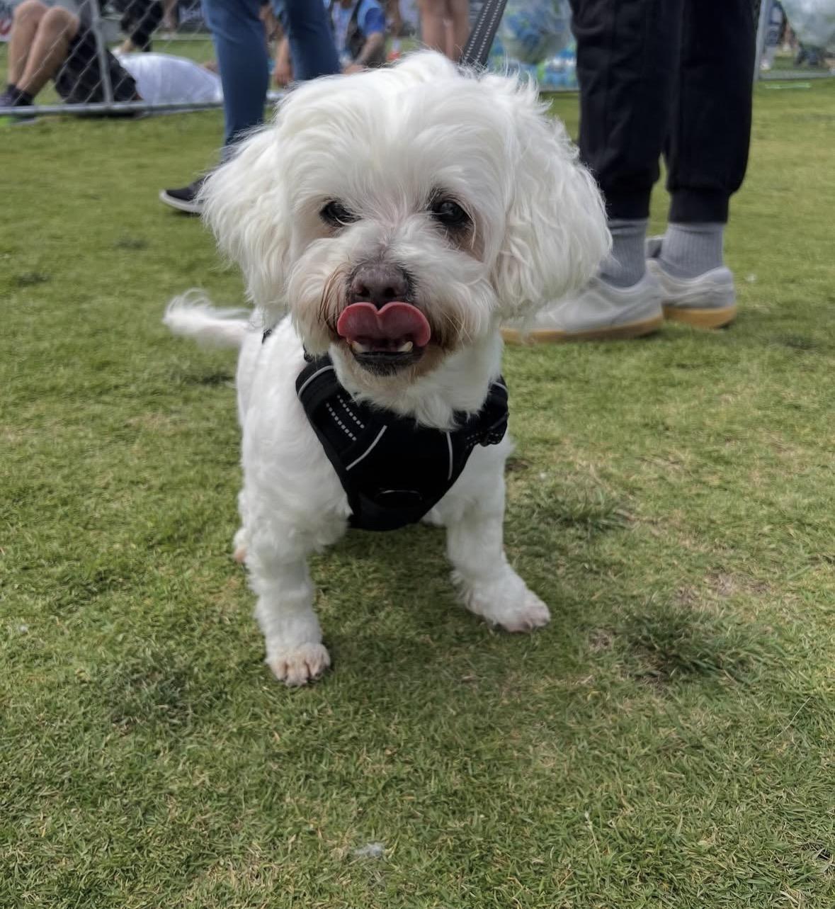 Nelson, a ADOPTABLE mixed breed in Pasadena, CA image 5/5