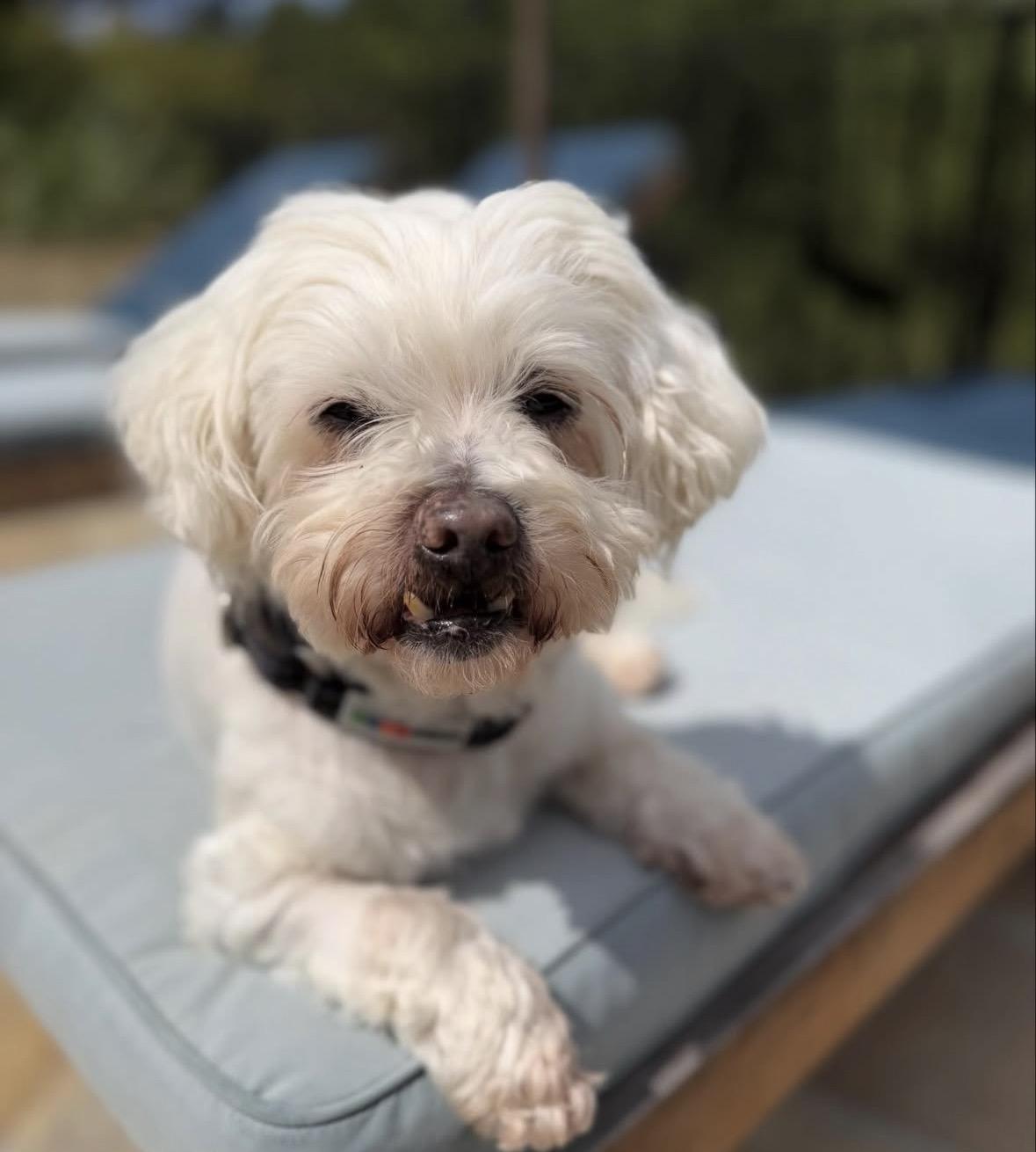 Nelson, a ADOPTABLE mixed breed in Pasadena, CA image 1/5