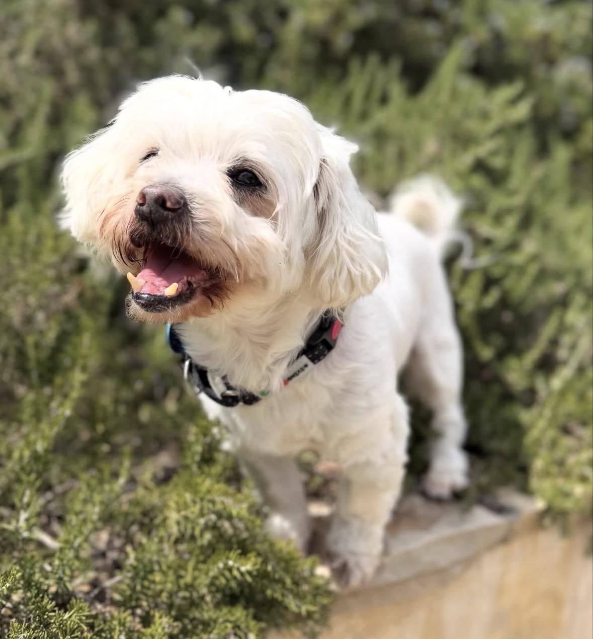 Nelson, a ADOPTABLE mixed breed in Pasadena, CA image 3/5