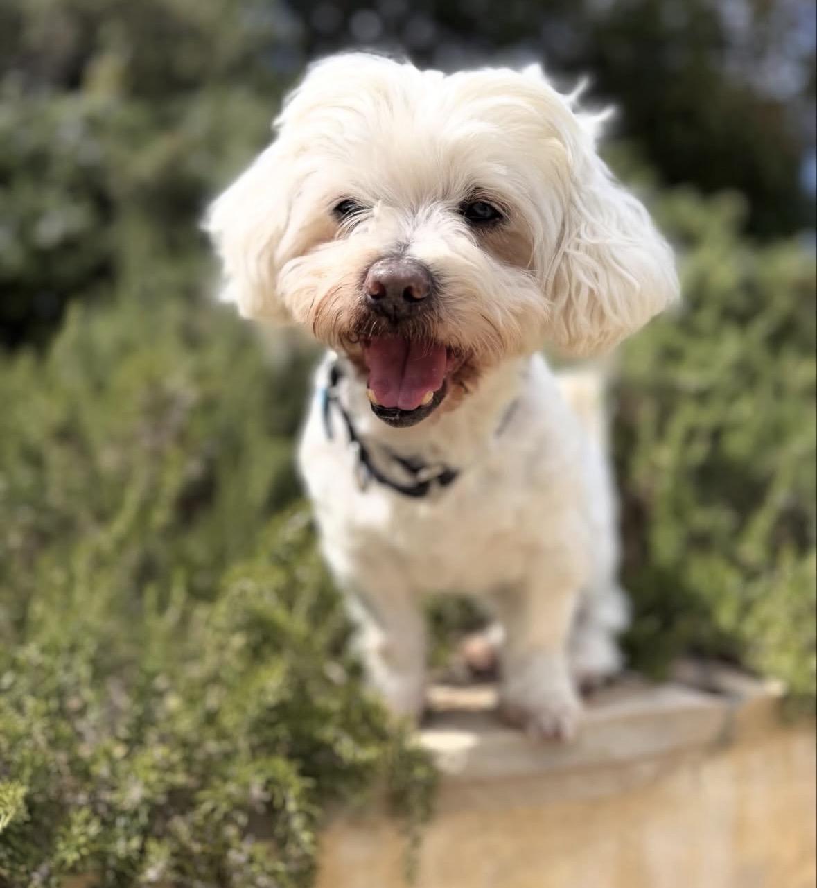 Nelson, a ADOPTABLE mixed breed in Pasadena, CA image 4/5