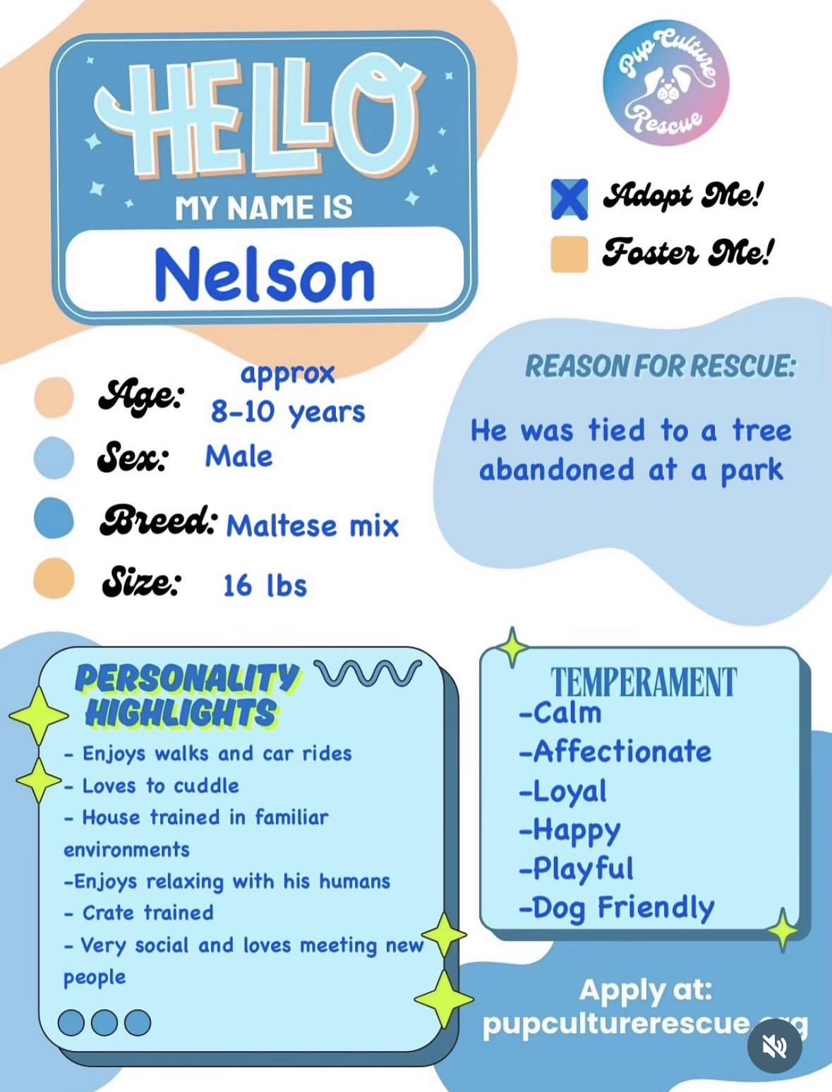 Nelson, a ADOPTABLE mixed breed in Pasadena, CA image 2/5