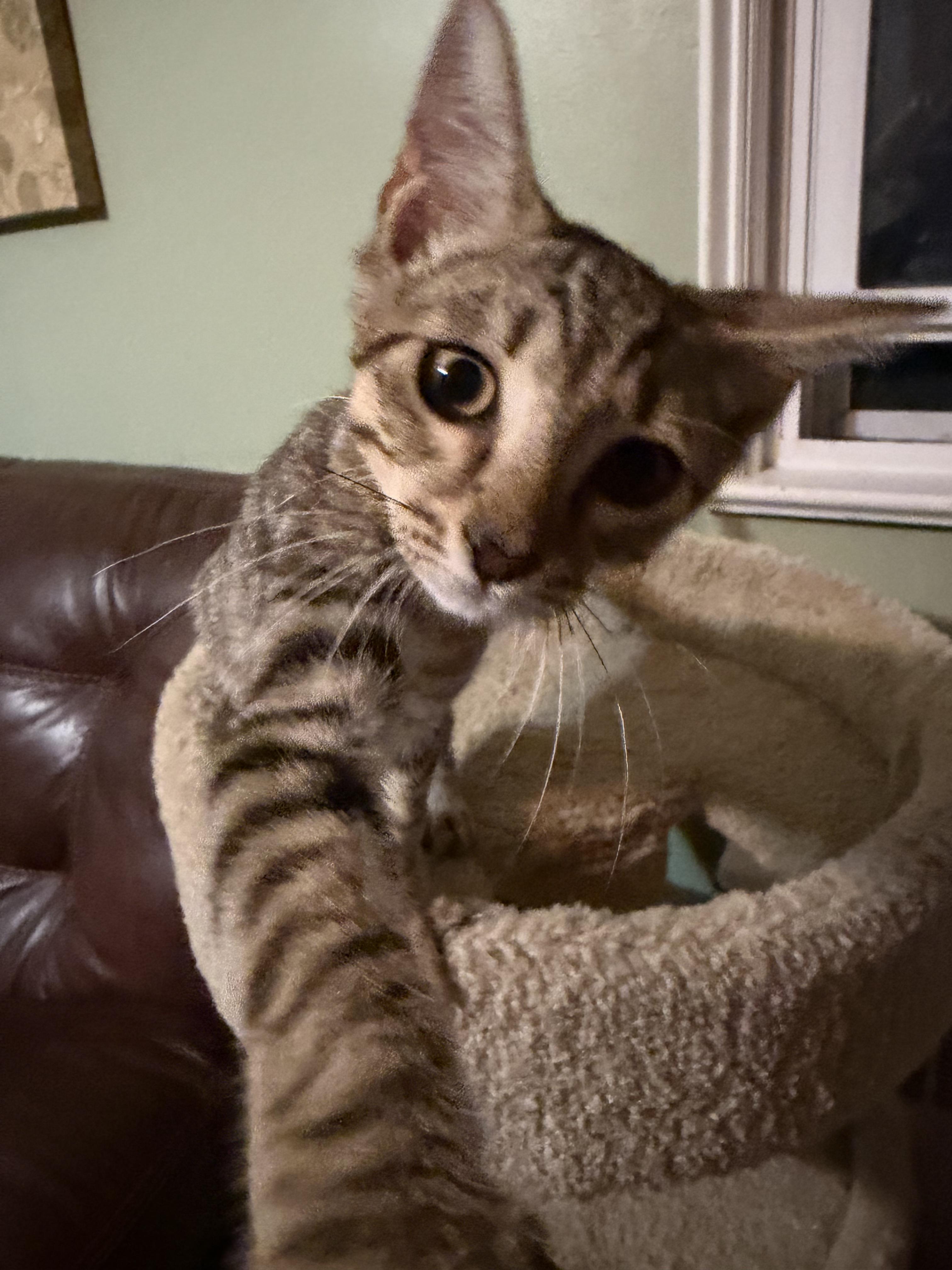 Enlarge Jax and Charlotte, a ADOPTABLE Domestic Short Hair in Lansdowne, PA image 4/4
